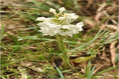 Habenaria roxburghii